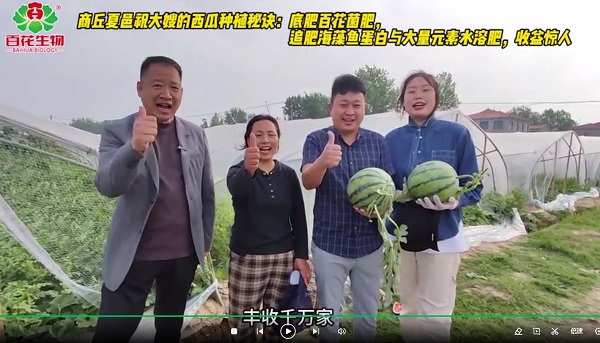 用戶(hù)回訪：商丘夏邑祝大嫂的西瓜種植秘訣